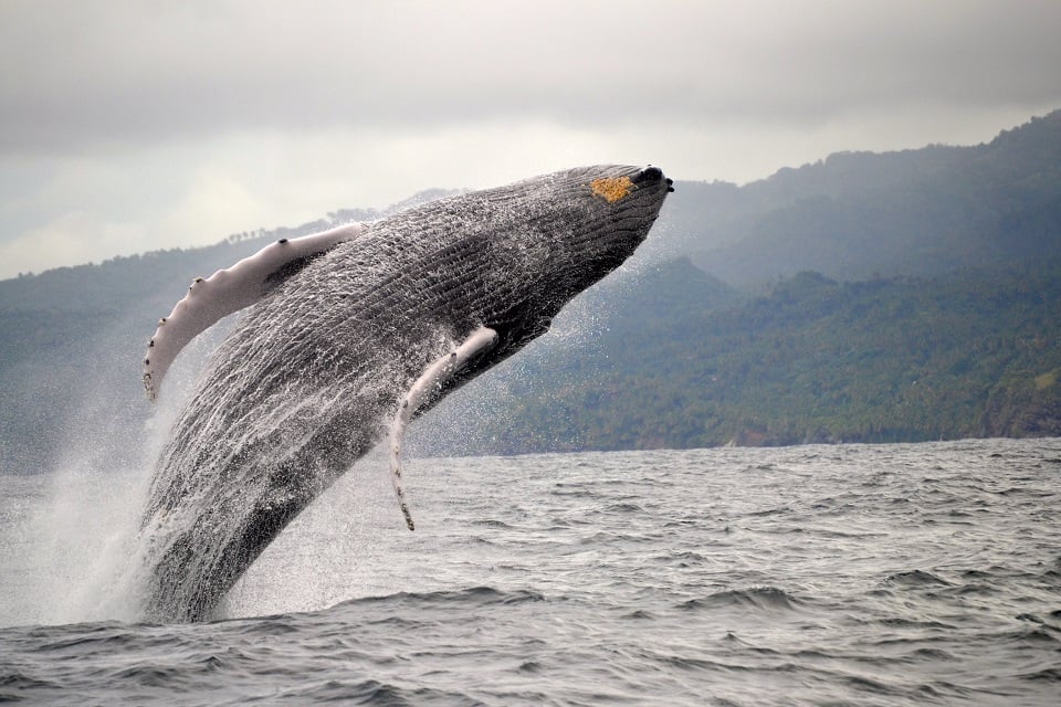 A whale breaching the water in Samana, Dominican Republic