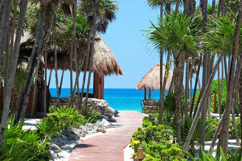 Walkway through palm trees leading to a Mexican beach