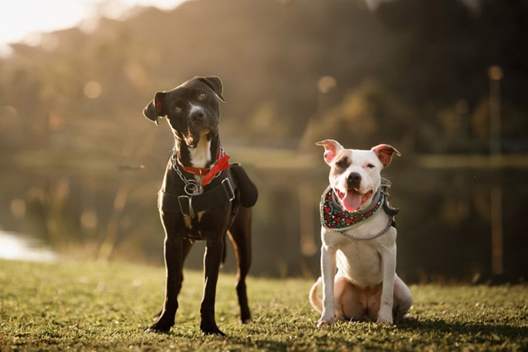 Two types of pit bulls in a filed with a sun flare behind then