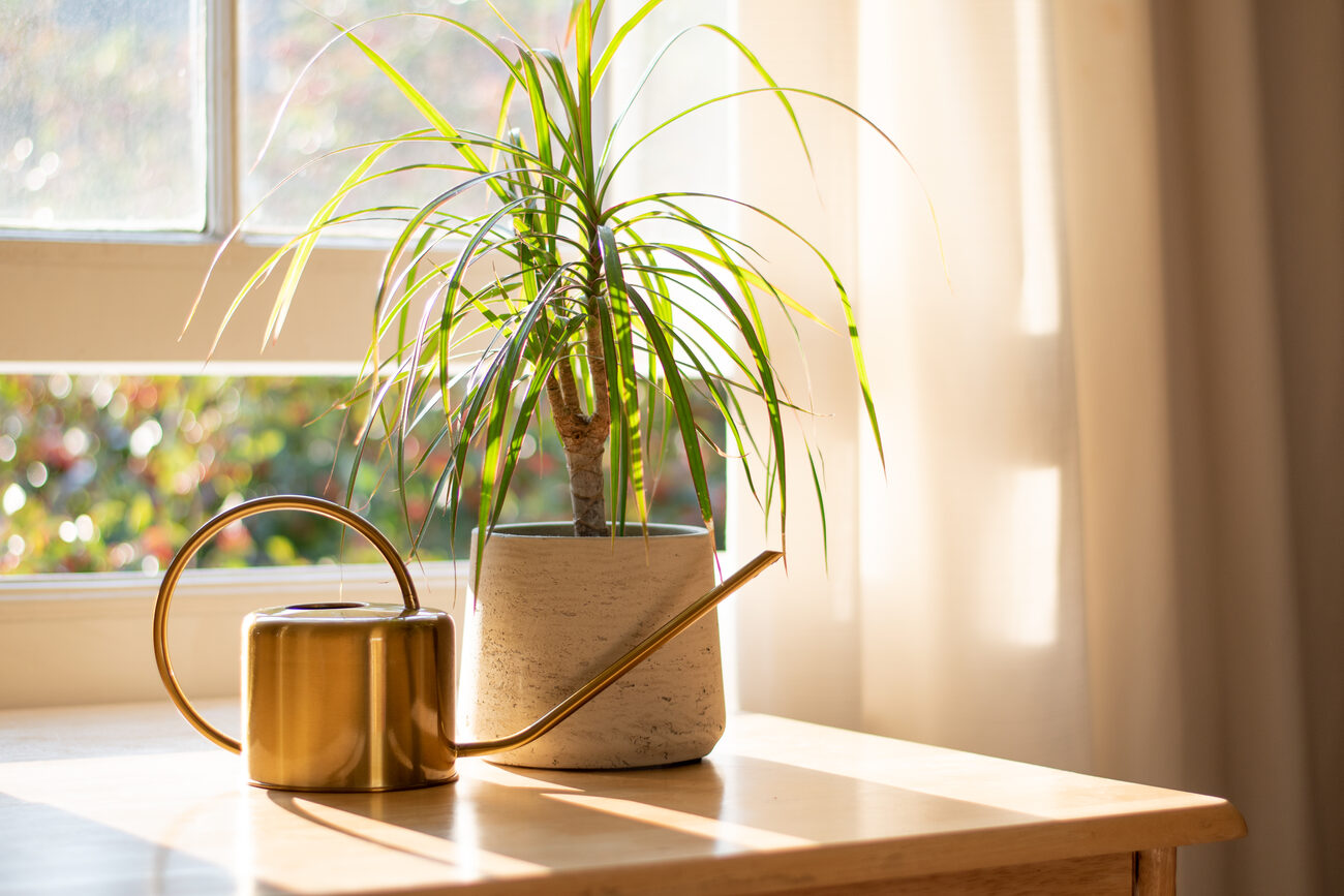 Dracaena plant in a grey pot next to a gold watering can